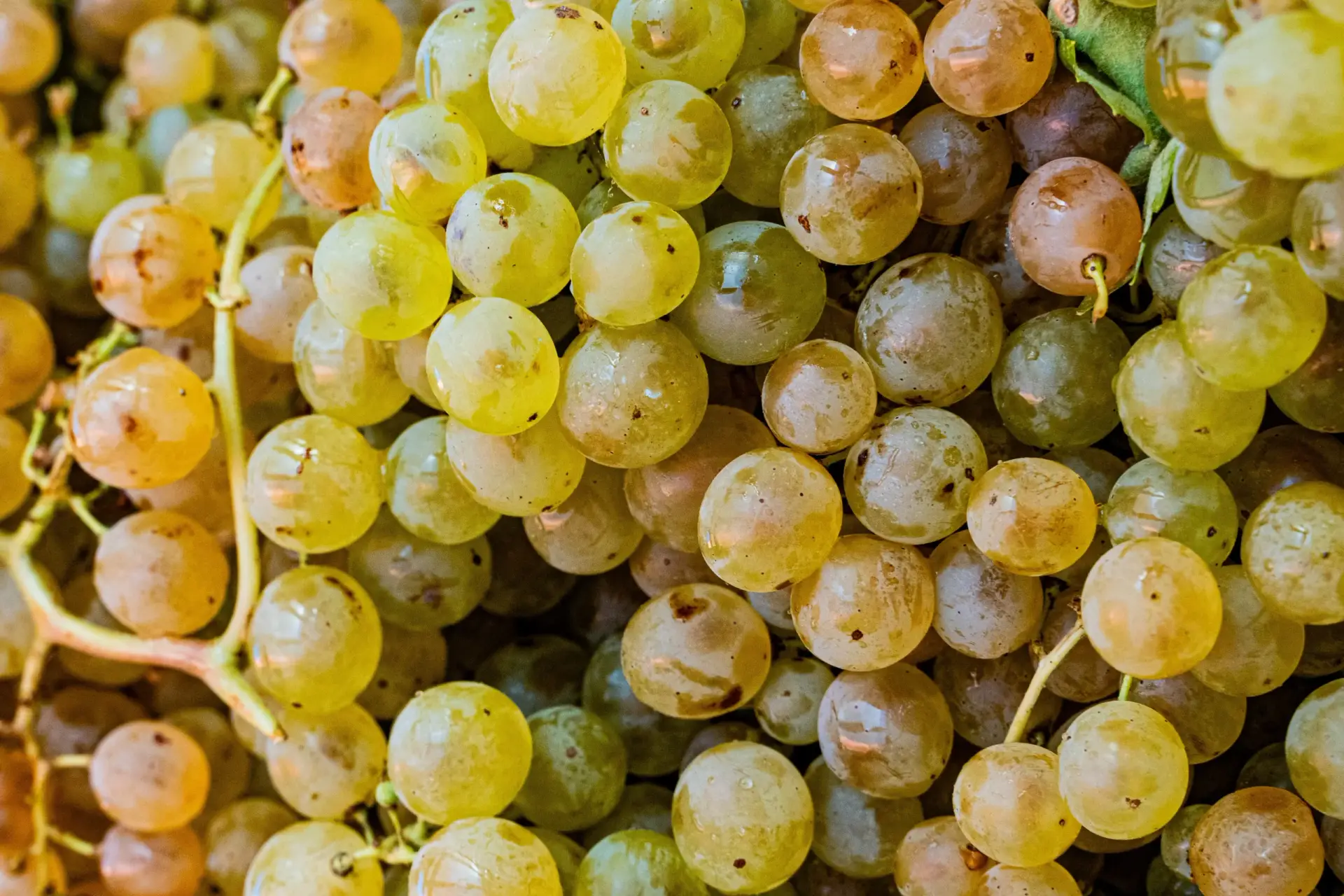 Acini di uva bianca in primo piano, vendemmia Quartum – Cantine Di Criscio