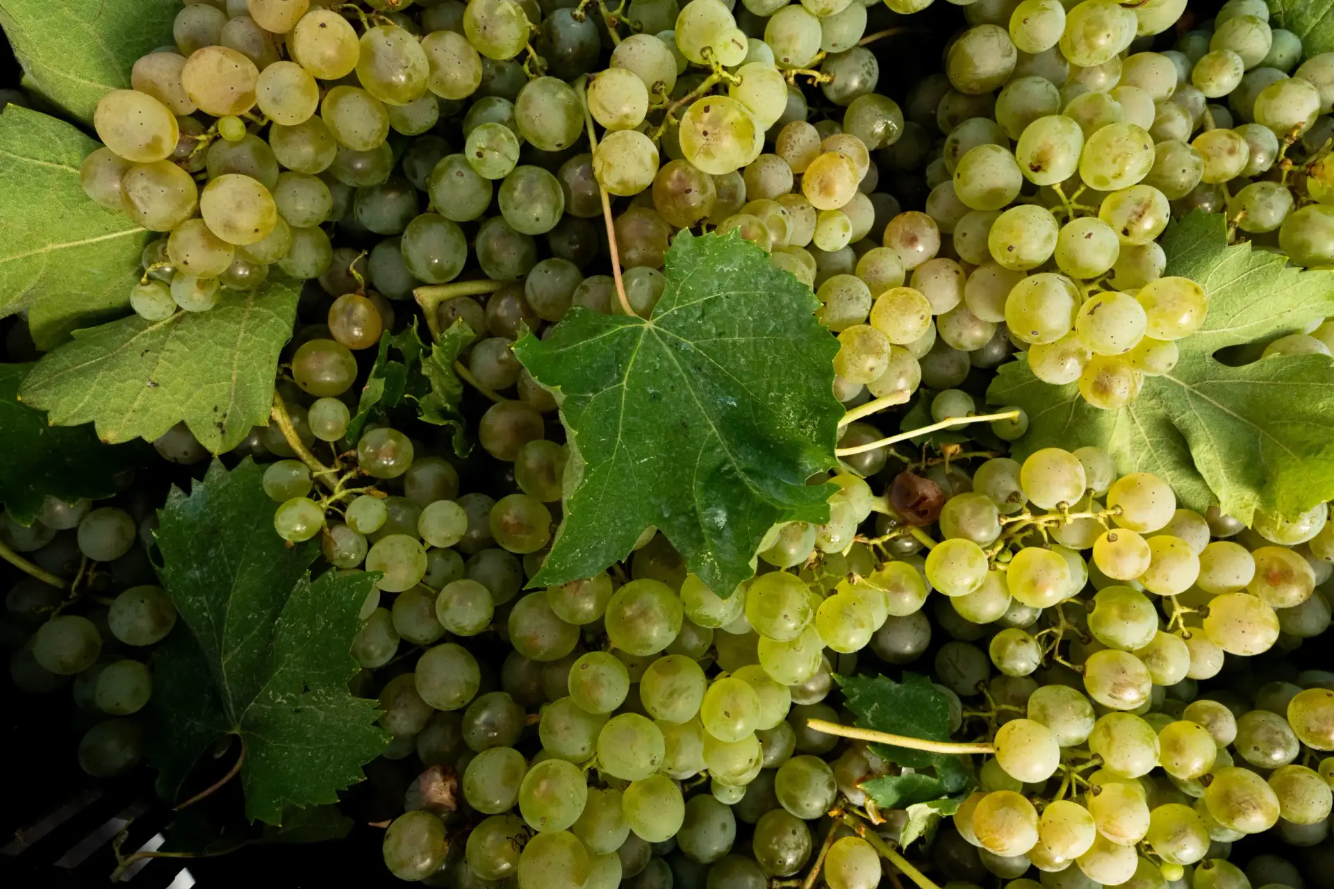 Grappoli di uva bianca con foglie di vite nella cassetta della vendemmia, Quartum