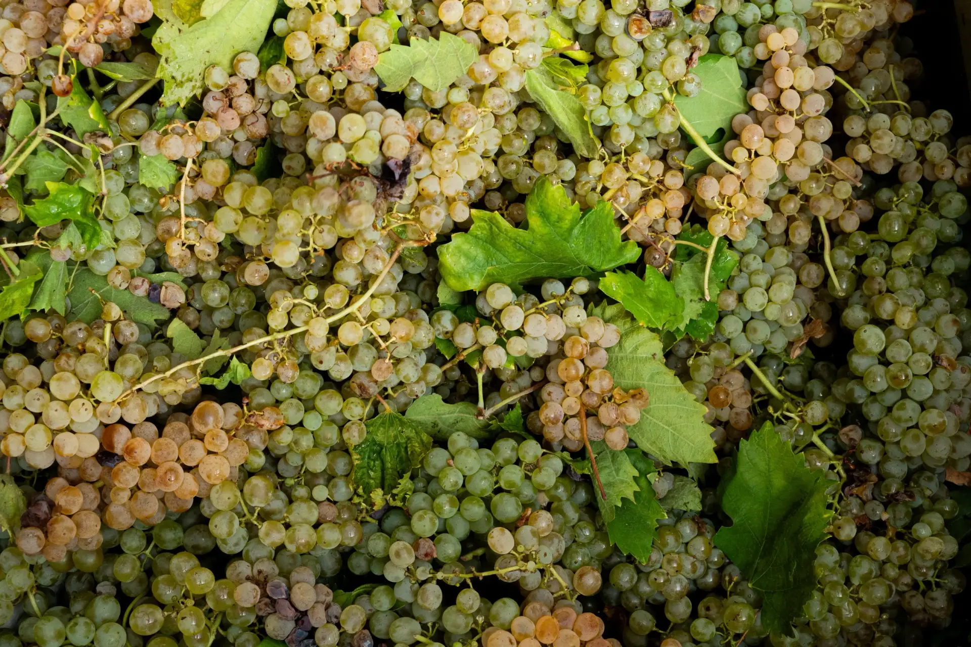 Grappoli di uva bianca appena vendemmiati nella cassetta, Quartum &ndash; Cantine Di Criscio